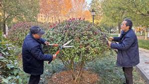 园林绿化对于城市气候调节有何作用？